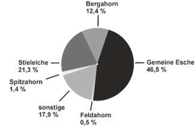 Kreisdiagramm: Baumartenanteile - Gemeine Esche 46,5%, Stieleiche 21,3%, Bergahorn 12,4%, sonstige 17,9%, Spitzahorn 1,4%, Feldahorn 0,5%